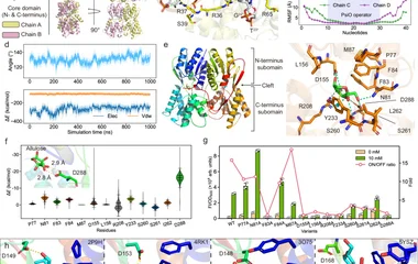 a The overall structure of PsiR and the binding mode with PsiO. The crystal structure of PsiR-allulose complex (PDB ID: 