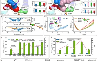 a Four steps for PsiR response. b The potential allulose access tunnels in PsiR calculated by CAVER 3.0. The characteris