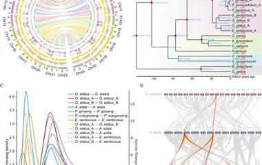 A Features of the chromosome-level O. elatus genome. a, the outer colored bands represent scale bars of 24 chromosomes (