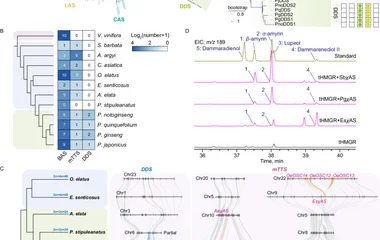 A A maximum-likelihood phylogeny of functionally characterized eudicot OSCs together with all predicted OSCs from V. vin
