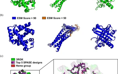Soluble Protein Analog Selection Engine (SPASE) designs across three scaffolds previously re‐designed with ProteinMPNN.