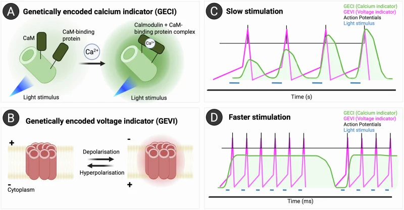 A GECIs work through conformational change in the presence of calcium ions (Ca2+). B GEVIs such as Archon1 and Quas families work by detecting membrane potential changes where there are voltage changes. C GECI and GEVI readout show a better spiking burst when light stimulation occurs at a slow rate,