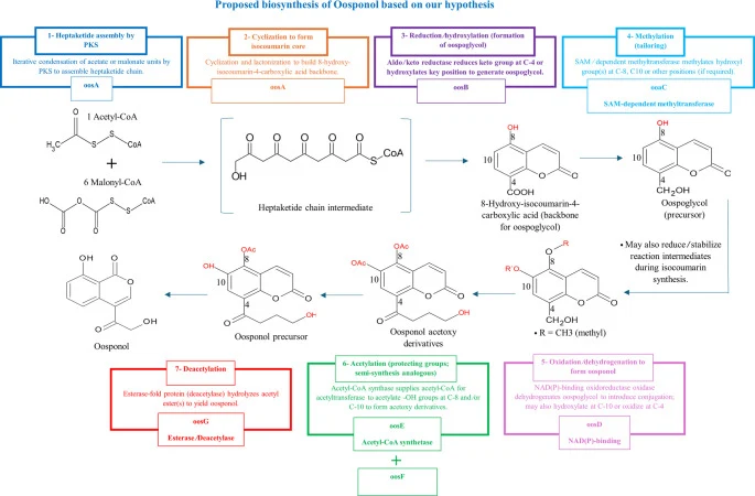 Demonstrates the proposed biosynthetic pathway of oosponol in G. trabeum . The pathway starts with the assembly of a heptaketide backbone by an iterative PKS (oosA), followed by cyclization, reduction, methylation, oxidation, acetylation, and final deacetylation mediated by the predicted enzymes oos