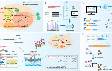 Synthetic biology strategies used in microbial synthesis of QS saponins. A In the microbial synthesis of QS saponins, me