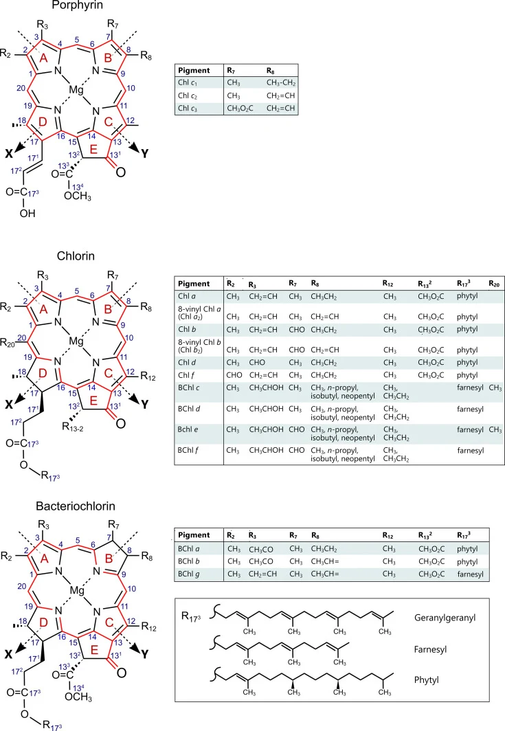 The structural chemistry and biosynthesis of chlorophylls.