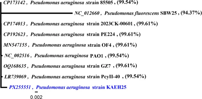 P. aeruginosa菌株KAEH25的最大似然系统发育