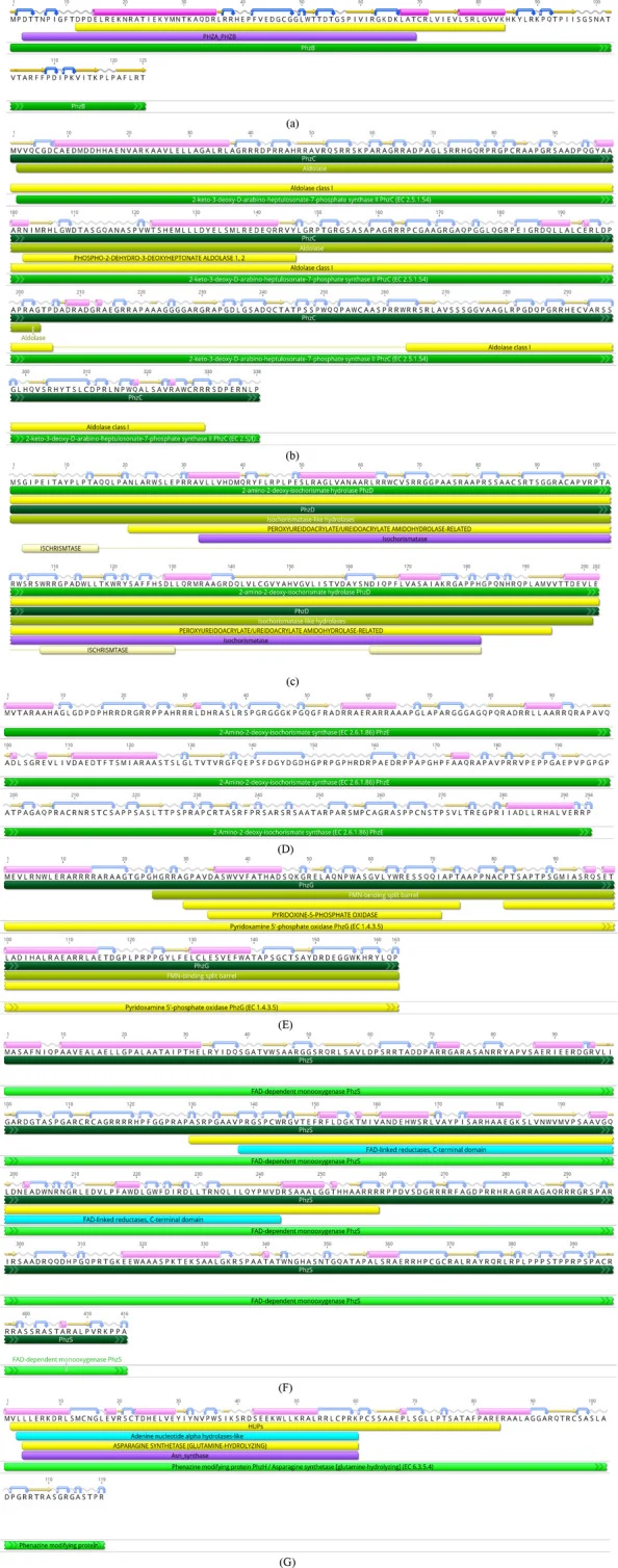 Interproscan和二级结构预测:(a) PhzB、(b) PhzC、(c) PhzD、(d) PhzE、(e) PhzG、(f) PhzS和(g) PhzH蛋白。