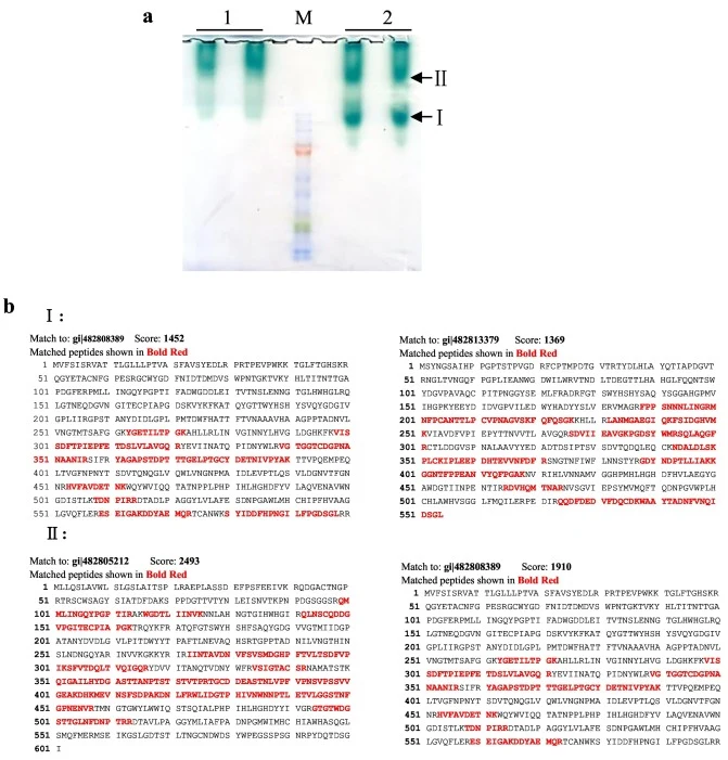 Separation and identify of laccase isozymes in S. turcica. (a) Separation of intercellular and extracellular crude protein. 1: zymogram of laccase in extracellular crude protein. 2: zymogram of laccase in intracellular crude protein. Band I and band II were collected to confirm the isozymes by ESI-M