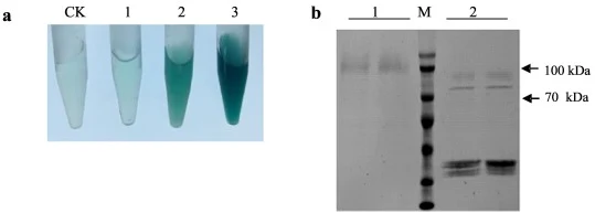 Stlac2重组蛋白在毕赤酵母中的去糖基化。(a) 经重组蛋白及玉米大斑病菌粗蛋白处理后,ABTS颜色发生变化。CK:5 mM ABTS溶于0.1 M Tris缓冲液(pH 6.8)。1:ABTS与毕赤酵母中的Stlac2重组蛋白反应;2:ABTS与粗蛋白反应。