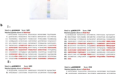 玉米大斑病菌漆酶Stlac2异源表达及脱色孔雀石绿研究