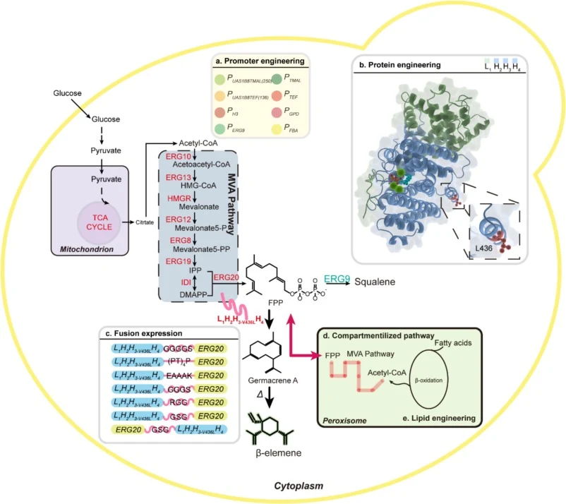 Engineering of heterologous biosynthesis of β-elemene in Yarrowia lipolytica and a summary of the metabolic engineering used in this study. Enzymes: ERG10, acetoacetyl-CoA thiolase; ERG13, HMG-CoA synthase; HMG1, HMG-CoA reductase; ERG12, mevalonate kinase; ERG8, phosphomevalonate kinase; ERG19, mev