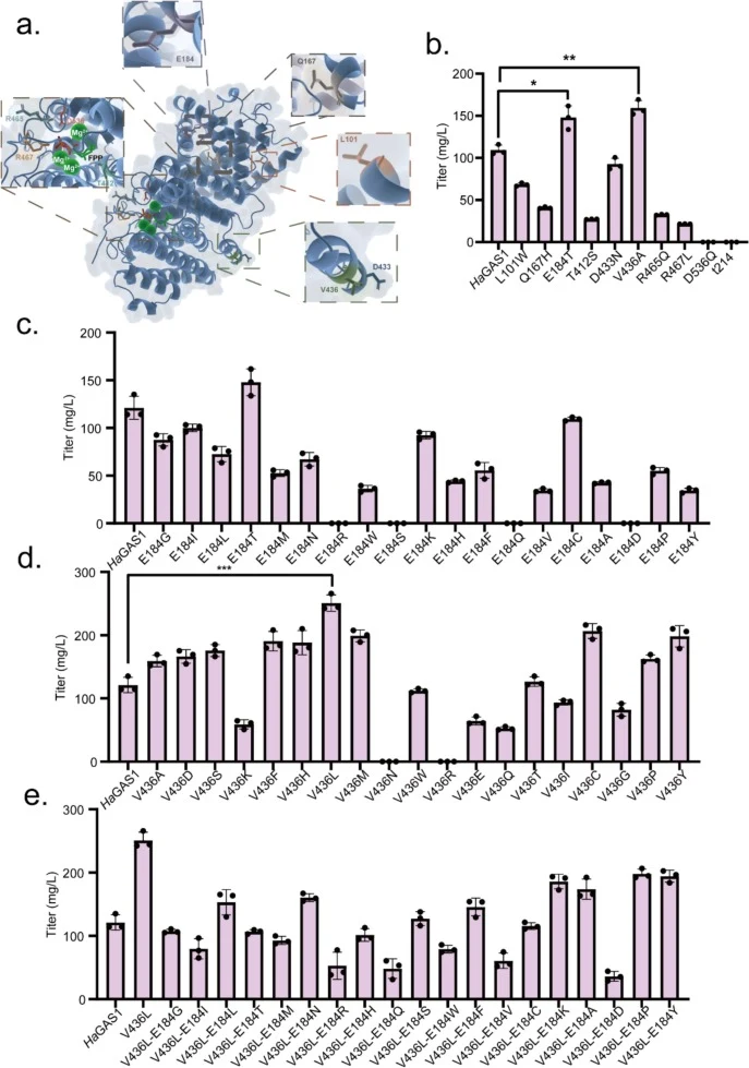 Production of β-elemene by the strains containing the rational designed HaGAS1. (a) Molecular docking of HaGAS1 with the substrate FPP and Mg2+.Key amino acid sites selected based on homologous sequence alignment were highlighted. (b) Titers of β-elemene in strains expressing the HaGAS1 variants of