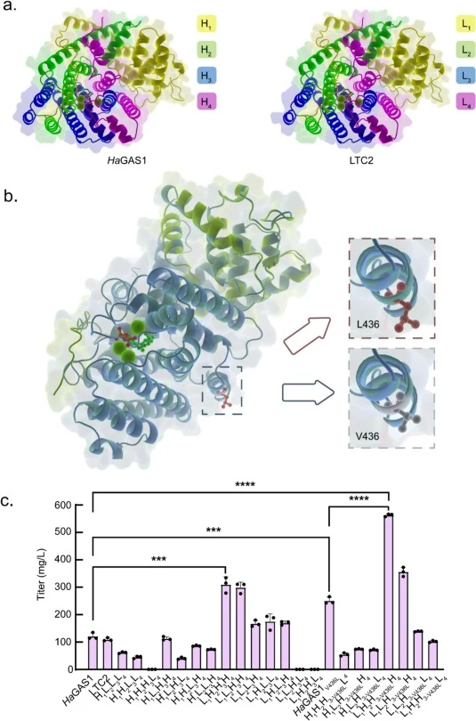 Combination of two germacrene A synthase structural domains and the β-elemene production of the corresponding strains. (a) HaGAS1 and LTC2 proteins were divided into four structural domains based on sequence conservation. (b) Merged structure of HaGAS1 and V436L mutant. (c) β-elemene production from