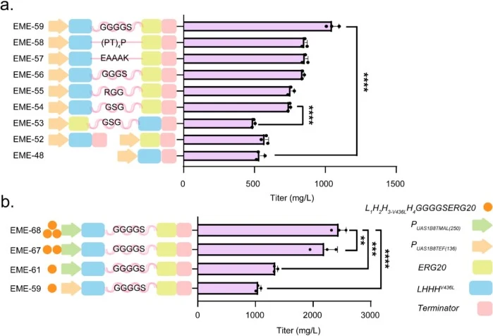 Enhancement of β-elemene production by fusion of ERG20 and L1H2H3-V436LH4. (a) Enhancement of β-elemene production by selective linker fusion of ERG20 and L1H2H3-V436LH4. (b) Increasing the copy of L 1 H 2 H 3-V436L H 4 -ERG20 to improve β-elemene production. L 1 H 2 H 3-V436L H 4 is represented as