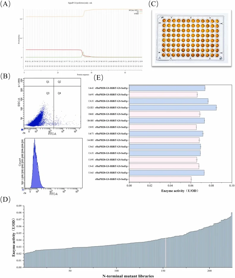 N-terminal mutations and screening of rHuPH20 to enhance secretion. (A) Prediction and removal of the N-terminal signal peptide (aa 1–35) using NovoPro. (B) Initial screening of N-terminal mutant libraries using flow cytometry. (C-D) DNS assay of 300 monoclonal clones sorted from high-fluorescence c