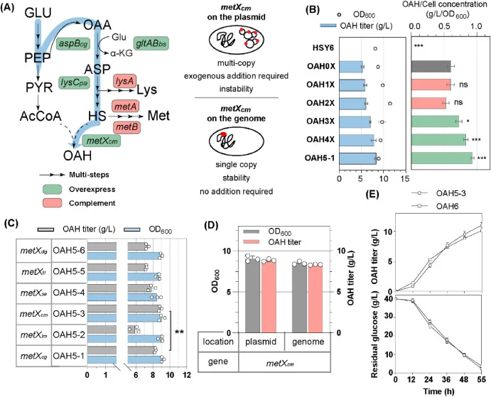 Effects of L-homoserine module and MetX enhancements on OAH production. (A) Schematic diagram of the synthetic pathway of OAH. (B) Flask fermentation results for strains after amino acid pathway complementation and L-homoserine pathway enhancement. (C) Flask fermentation results of screening MetX fr