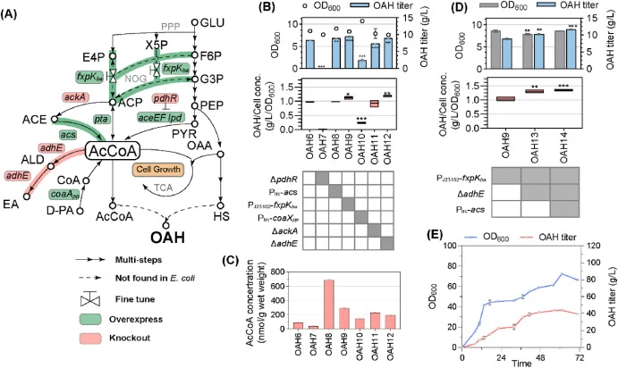 Strategies for enhancing acetyl-CoA synthesis and their effects on OAH production. (A) Overview of strategies implemented to boost acetyl-CoA availability. (B) Flask fermentation results for acetyl-CoA synthesis pathway enhancement. (C) Effects of enhancing the acetyl-CoA synthesis on intracellular