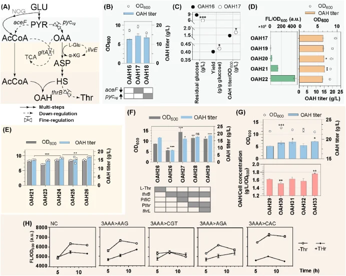 Effect of fine-tuning pathway on OAH production. (A) Overview of key sites for fine-tuning pathway. (B) Effects of weakening aceF translational level and overexpressing pyc cg on OAH production. (C) Effects of weakening aceF translational level on residual glucose, yield and productivity. (D) Effect