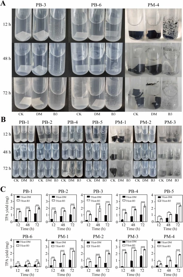 Total 10 PBAT-based plastic products were degraded by Tfcut-DM and Tfcut-B3 at 12, 48, and 72 h. (A) Tfcut-DM and Tfcut-B3 degrade products PB-3, PB-6, and PM-4 over time; (B) Tfcut-DM and Tfcut-B3 degrade products PB-1, PB-2, PB-4, PB-5, PM-1, PM-2, and PM-3 over time. CK, DM, and B3 represent PBAT