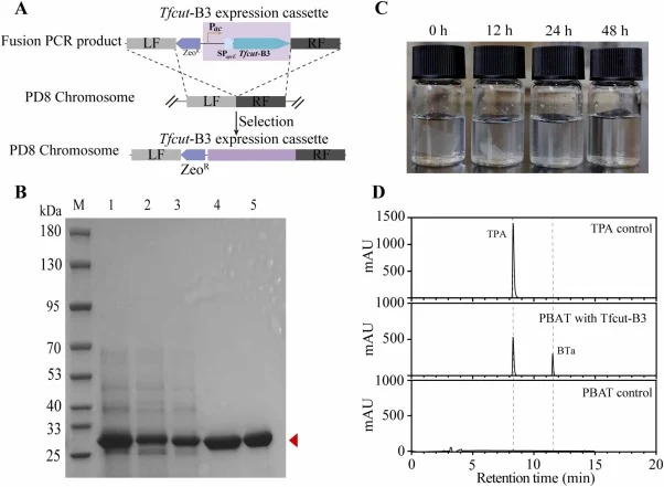 Tfcut-B3 secretory expression and functional identification in B. subtilis PD8. (A) Schematic diagram of the insertion of the Tfcut-B3 expression cassette into the chromosome of B. subtilis PD8; (B) SDS-PAGE analysis of Tfcut-B3 expression. 1. Fermentation supernatant of strain PD8-B3; 2. protein fi