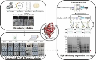 Direct evolution and expression of Tfcut-B3 in Bacillus subt