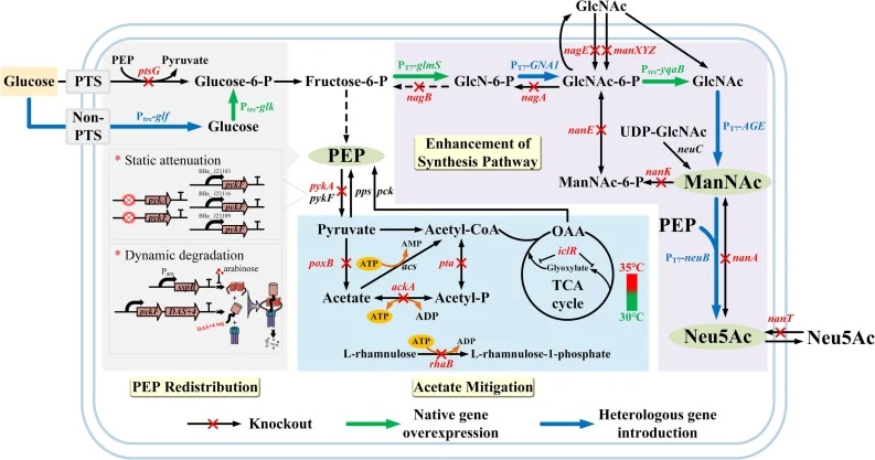 Metabolic engineering strategy for efficient Neu5Ac production in engineered Escherichia coli. Strategies including enhancement of synthetic pathway, PEP redistribution, and acetate mitigation were applied. The heterologous genes AGE and neuB were introduced into E. coli for the de novo Neu5Ac synth