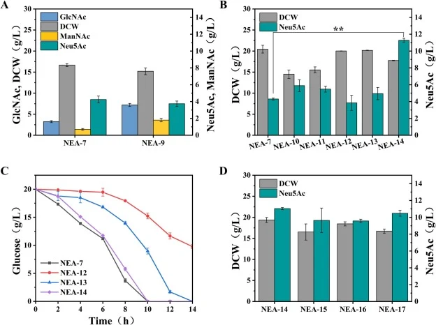 Effects of enrichment of ManNAc and redistribution of PEP on cell growth and Neu5Ac synthesis. A: Introduction of neuC for ManNAc enrichment. B: Redistribution of PEP via enhancing its replenishment from central carbon metabolism and replacement of PTS with non-PTS, respectively. C: Glucose consumpt