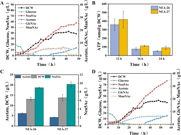 rhaB基因敲除对Neu5Ac生产性能的影响。A:NEA-26在5 L生物反应器中30 ℃下的发酵特性。B:NEA-27在不同时间点的胞内ATP浓度。C:ATP供应增强对细胞生长、乙酸盐积累和Neu5Ac产量的影响。