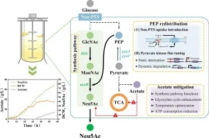 Metabolic engineering of Escherichia coli for highly efficie