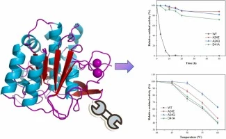 Improvement in organic solvent resistance of keratinase BLk