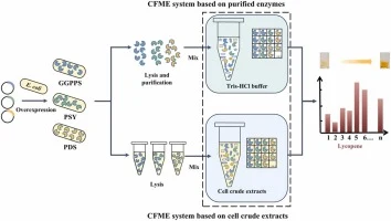 Construction and optimization of a cell-free metabolic engin