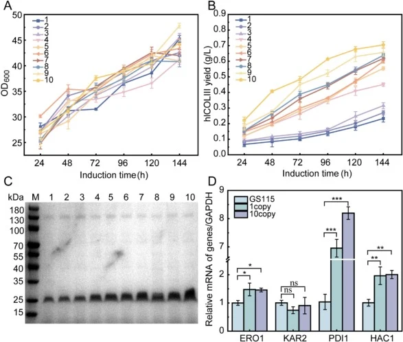 Effects of the copy numbers on hlCOLIII expression. (A) Time curve of OD 600 for strains with different copy numbers. (B) Time curve of hlCOLIII yield for strains with different copy numbers. (C) SDS-PAGE analysis of different copy number strains at 144 h (loading volume 1 μL, not concentrated). lan