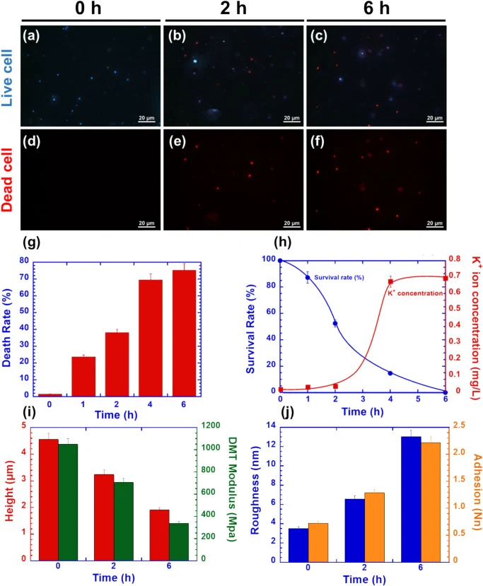 (a–c) 用DAPI(蓝色)染色的活细胞荧光显微镜图像。(d–f) 用PI(红色)染色的死细胞荧光图像。(g) 真菌细胞死亡率的定量分析。