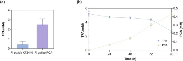 (a) TPA consumption of P. putida KT2440 and P. putida PCA strain in flask culture containing 5 mM TPA and 10 g/L glycerol. (b) Time-course profiles of TPA consumption and PCA accumulation of P. putida PCA in flask culture containing 5 mM TPA and 10 g/L glycerol. The genotype of the P. putida PCA str