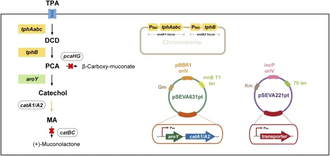 Schematic overview of the engineered metabolic pathway from TPA to MA in P. putida KT2440. Chromosomally integrated genes are shown in yellow rectangular boxes, with their genomic insertion loci indicated separately. Heterologous genes expressed from plasmids are shown in green rectangular boxes, an