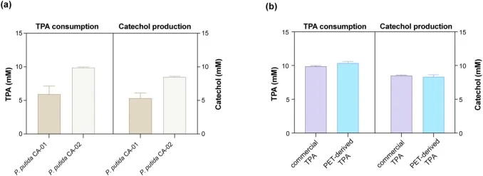 Comparison of TPA consumption and catechol production by engineered P. putida CA strains under flask cultivation conditions. The genotype of the P. putida CA strain is described in Table 1. (a) TPA consumption and catechol production by P. putida CA-01 (expressing mucK mut) and P. putida CA-02 (expr