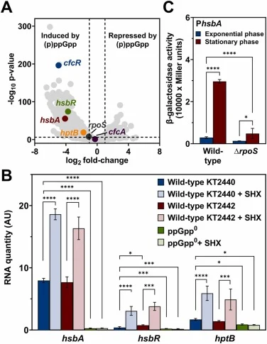 Transcriptional regulation of the hsbAR-hptB cluster. A. Volcano plot of RNA-seq expression data (GEO:GSE281821) comparing differential gene expression of a ppGpp0 mutant relative to the wild-type (KT2440) strain. The horizontal dotted line corresponds to an adjusted p-value of 10−6. Vertical dotted