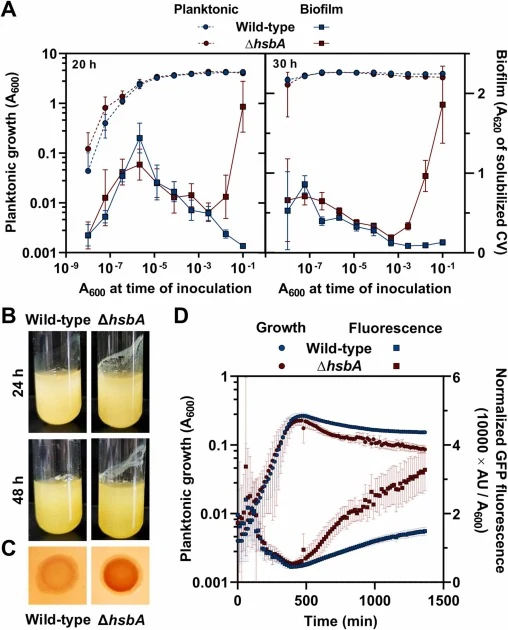 ∆hsbA突变体的生物膜相关表型。野生型和∆hsbA菌株的表型测定。A. 基于稀释系列的生长曲线，分别培养20小时（左）或30小时（右）。浮游生长（左轴，圆圈）和生物膜生长（右轴，方块）以初始A600为横坐标绘制。