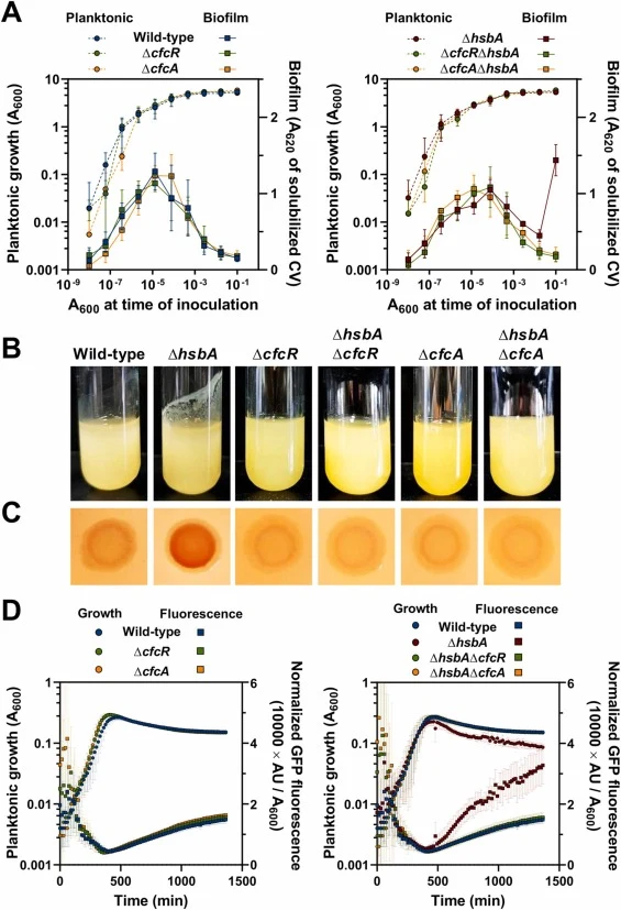Biofilm-related phenotypes of the ∆cfcR and ∆cfcA mutants. Phenotypic assays of the ∆cfcR and ∆cfcA mutations in wild-type and ∆hsbA backgrounds. A. Dilution series-based growth curves after 20 h incubation of single ∆cfcR and ∆cfcA mutants vs. wild-type strain (left), or double ∆hsbA∆cfcR and ∆hsbA