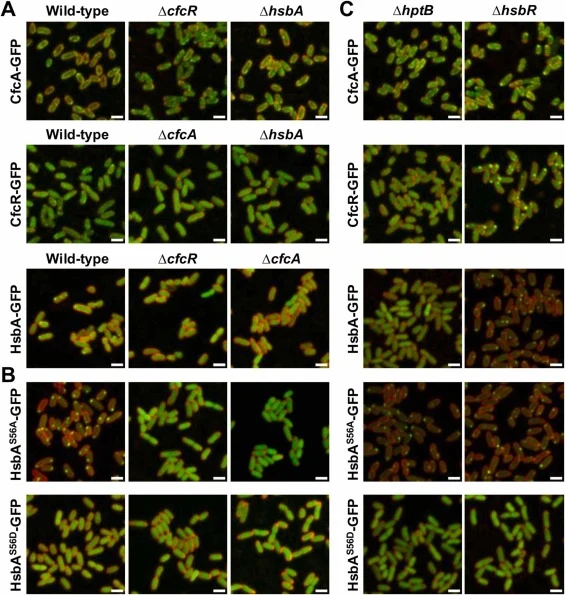 Intracellular localization of CfcA, CfcR and HsbA. Confocal microscopy images of stationary phase wild-type, ∆cfcR, ∆cfcA or ∆hsbA cells bearing the PcfcA-cfcA-gfp, PcfcR-cfcR-gfp (A), or PhsbA-hsbA-gfp, PhsbA-hsbA S56A -gfp or PhsbA-hsbA S56D -gfp (B) transposons (green). C. Confocal microscopy ima