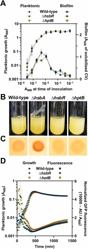 Biofilm-related phenotypes of the ∆hsbR and ∆hptB mutants. Phenotypic assays of the wild-type, ∆hsbR and ∆hptB strains. A. Dilution series-based growth curves after 20 h incubation. Planktonic (left axis, circles) and biofilm growth (right axis, squares) are plotted against the initial A600 of each