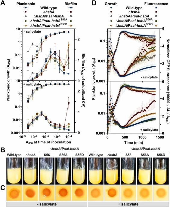 Biofilm-related phenotypes of the non-phosphorylatable and phosphomimetic HsbA variants. Phenotypic assays of the wild-type, ∆hsbA mutant, and the ∆hsbA mutant expressing wild-type HsbA, HsbAS56A or HsbAS56D from the Psal promoter in the absence or in the presence of 2 mM salicylate. A. Dilution ser