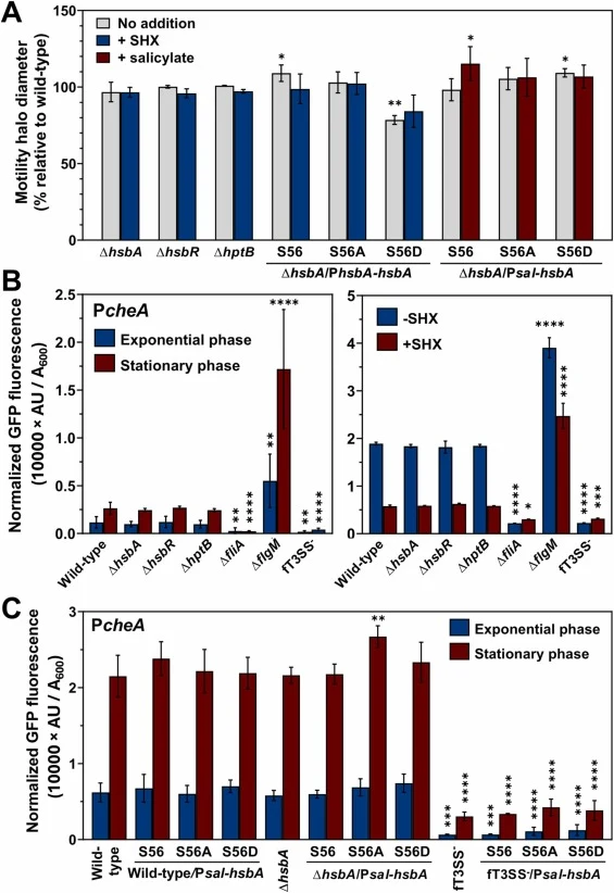 Analysis of flagellar motility and flagellar gene expression. A. Relative swimming motility halo diameters of the ∆hsbA, ∆hsbR and ∆hptB mutants, and ∆hsbA mutant bearing the PhsbA-hsbA (S56), PhsbA-hsbA S56A (S56A) or PhsbA-hsbA S56D (S56D) transposons in the absence or the presence of 0.8 mM SHX,