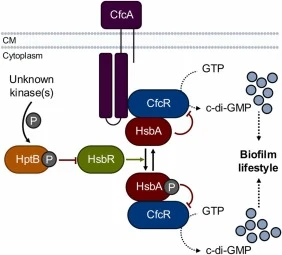 HptB/Hsb/Cfc系统调控生物膜形成的工作模型。绿色箭头和T形末端红线分别表示正向和负向调控。P：磷酸基团。CM：细胞膜。部分使用Biorender.com创建。