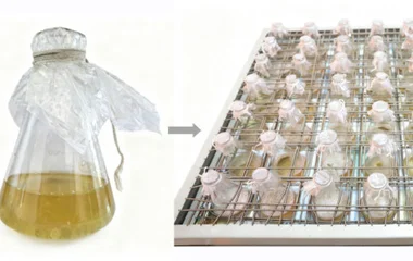 基于响应面法的蛹虫草发酵产虫草素工艺优化研究解读