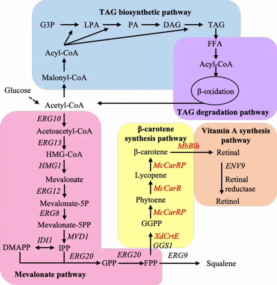 Overview of metabolic pathways engineered for vitamin A biosynthesis in Lipomyces starkeyi . Schematic representation of