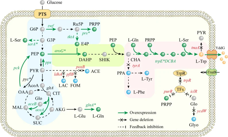 Metabolic engineering strategies for L-tryptophan production in Escherichia coli . “×” indicates knockout of the corresponding gene, whereas “*” represents feedback inhibition-resistant variants. G6P glucose-6-phosphate, G3P Glyceraldehyde-3-phosphate, PEP phosphoenolpyruvate, PYR pyruvate, AcoA ace