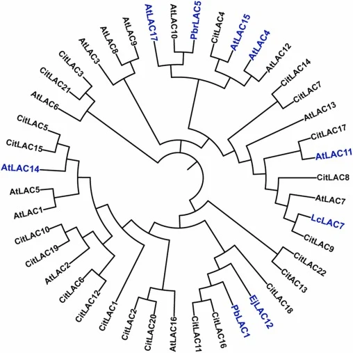 Neighbor-Joining (NJ) phylogeny of laccase (LAC) proteins from Citrus sinensis (22 CitLACs) together with lignification-related LACs from other fruit species. Reference LACs include Arabidopsis thaliana (AtLAC4/11/15/17), Pyrus bretschneideri (PbrLAC1, PbrLAC5), Eriobotrya japonica (EjLAC12), Litchi
