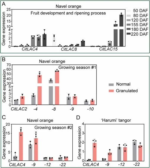 Expression profiles of CitLAC genes in citrus juice sacs during fruit ripening and postharvest granulation. (A) Expression patterns during fruit development and ripening in sweet orange (extracted from Feng et al., 2021). (B–C) Expression patterns during postharvest granulation in ‘Fengqi’ navel ora