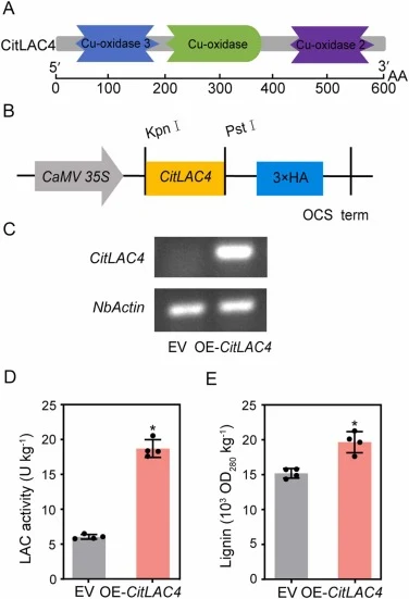 Functional verification of CitLAC4 via transient overexpression in Nicotiana benthamiana leaves. (A) Protein domain architecture of CitLAC4 showing conserved Cu-oxidase domains. (B) Schematic representation of the 35S::CitLAC4 overexpression construct used for infiltration. (C) Confirmation of CitLA